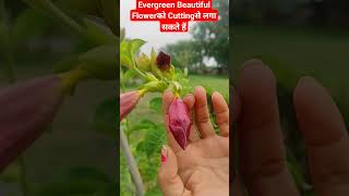 🌺Allamanda FlowerCutting भी आसानी से चलने वाला plantshorts [upl. by Najtsirk787]