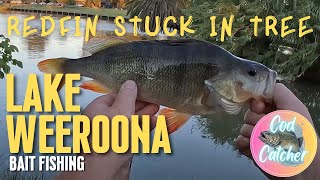 Lake Weeroona  Redfin fishing [upl. by Wylen227]