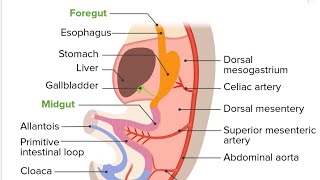 Development of Gut Part 02  2nd Year MBBS OSPE [upl. by Adnorrehs]