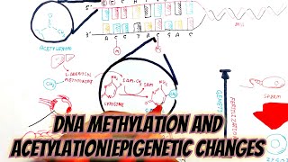 DNA methylation and acetylation epigenetic changes umerfarooqbiology7083 [upl. by Enilarac]