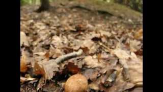 Hřib přívěskatý  Boletus appendiculatus [upl. by Matthews991]