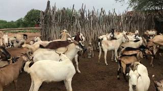 MOSTRANDO A CRIAÇÃO DE BODE  ESTOU DE VOLTA NA FAZENDA [upl. by Burnside]