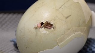 Kiwi Chick Hatches After Cracked Egg Was Fixed with Masking Tape [upl. by Eisenhart385]