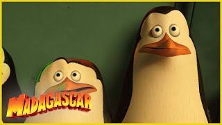 Los pingüinos no son invisibles  DreamWorks Madagascar en Español Latino [upl. by Kcirderfla]