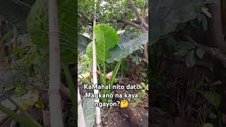 KaMahal nito dati Magkano na kaya ngayon🤔 Abaaba plantito plantita plant [upl. by Thirzi506]