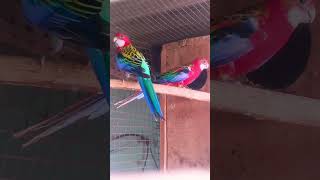 Rosella parrot vlogs my YouTube channel subscrabe🙏🙏 [upl. by Marianna]