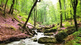 Un havre de paix chez vous  Belle forêt ruisseau et sons naturels chants doiseaux F Amathy [upl. by Ahsilat]