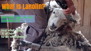 Lanolin How Its Made Whats It Used For amp OverallWhat Is It [upl. by Mcgean]