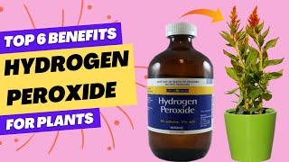 Top 6 Benefits Hydrogen Peroxide For Plants [upl. by Oicnanev]