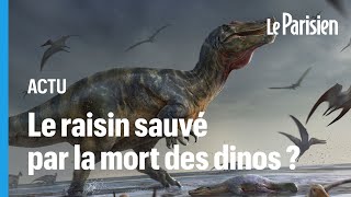 La mort des dinosaures atelle sauvé le raisin et le vin [upl. by Ikairik]