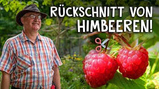 Himbeeren schneiden amp pflegen im Frühjahr und Herbst 🍇  Der Rückschnitt einfach erklärt [upl. by Tyra]