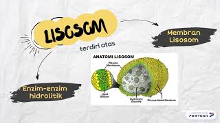 LISOSOM  BIOLOGI SEL [upl. by Damian]