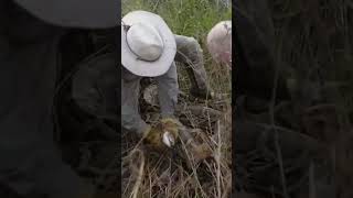 Catching massive python’s in Florida monster phython florida [upl. by Uphemia]