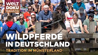 WILDPFERDE IN DEUTSCHLAND Tradition und Adrenalin beim Wildpferdefang im Münsterland  WELT Magazin [upl. by Carman757]