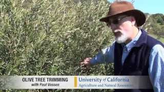 Pilot Video Pruning a Medium Density Olive Tree [upl. by Allerim]