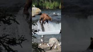 Fishing for Salmon at Brook Falls Alaska in Katmai National Park [upl. by Hildagarde]