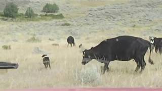 Rockin KR McNabs dogs working cattle Part Two [upl. by Haisa]