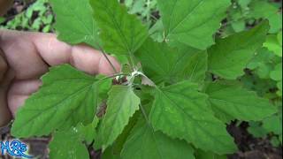 ⟹ lambs quarters  Chenopodium album  Wild plants in your garden [upl. by Eive197]