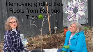 REMOVING GIRDLED TREE ROOTS FOR EASTERN REDBUD TREE BEFORE PLANTING🌳 [upl. by Eeliak403]