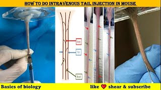 How to do intravenous tail injection in mice [upl. by Emerej]