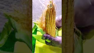 corn peeling hack corn cornrecipe cornstarch foodshorts food fruitcarving peeling [upl. by Polloch284]