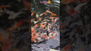 Golden Fishes in Fish Pond🐠fish fishtank goldenfish funny viralvideo lovely [upl. by Kenlee]