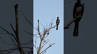 PIED HORNBILL BIRD [upl. by Fayette]