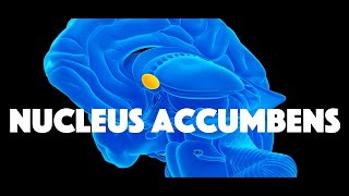 Nucleus Accumbens [upl. by Notsirb]