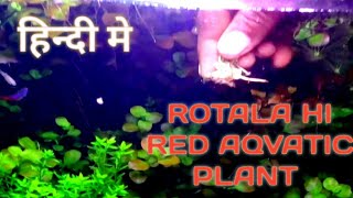 how to plant rotala in aquarium rotala rotundifolia hi red rotala red plant [upl. by Lletnwahs897]