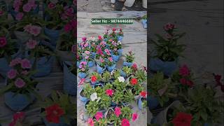 Wholesale flower plant market muchisha kolkata different types plant [upl. by Bird919]