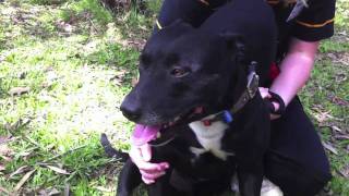 RSPCA Fairfield  Adopt a Pet  Lloyd [upl. by Supmart]