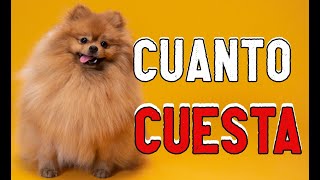 🐶 ¿Cuánto cuesta un POMERANIA Descubre el precio de esta adorable raza de perro [upl. by Bernetta]