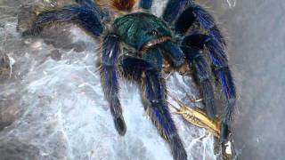 Greenbottle Blue Tarantula C cyaneopubescens [upl. by Kuo697]