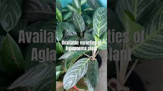 Available varieties of Aglaonema plant plantlover shortsfeed shortvideo aglonema [upl. by Malone175]