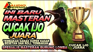 MASTERAN CUCAK IJO BIKIN MERINDING SEMUA BULU  BESETAN DAN ROLL TEMBAKAN KASAR PANJANG PAKE BANGET [upl. by Aneda]