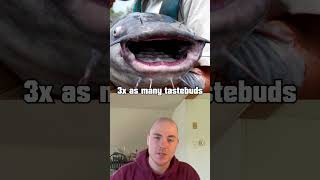 Catfish Have MORE Tastebuds Than Humans fishfact fish fishbiology catfish [upl. by Nels]