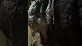 平尾台千仏鍾乳洞 Senbutsu Stalactite Cave Kyushu Japan [upl. by Pauletta]