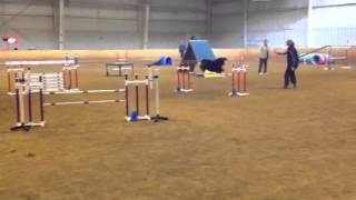 Run from the Garden State Norwegian Elkhound Club Agility Trial [upl. by Yemerej]