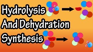 Dehydration Synthesis And Hydrolysis  What Is Anabolism  What Is Catabolism [upl. by Gunzburg753]