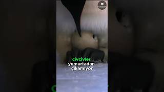 Penguenlerin Yumurta Isıtma Sınavı 🐧🥚🥺 [upl. by Imena]