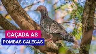 EM BUSCA DAS POMBAS GALEGAS [upl. by Valenza]