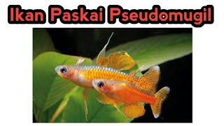 Merawat ikan Paskai Pseudomugil [upl. by Stone]