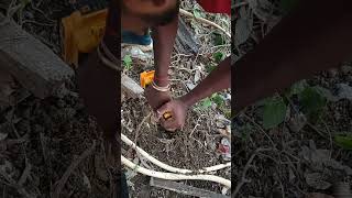 Easiest Method to Plant a Plant Using Auger and Drill Machine GrowPro [upl. by Erodoeht]