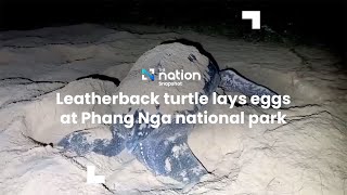 Leatherback turtle lays eggs at Phang Nga national park  The Nation [upl. by Jahn243]