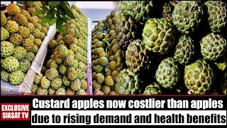 Hyderabad Custard apple now costlier than apples  Rising demands and health benefits  Siasat TV [upl. by Hitchcock]