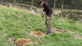 Ferreting rabbits with nets and long nets [upl. by Eynenihc]