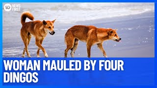 Brisbane Woman Mauled By Four Dingos On Fraser Island  10 News First [upl. by Omik]