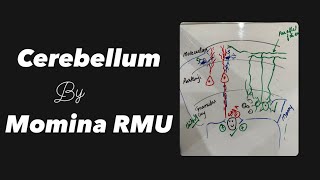 Cerebellum  Nervous tissue  Histology [upl. by Ethan]