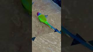 Plum headed parrot wow [upl. by Teraj]