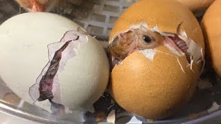 Home Eggs hatching video with sounds  Egg hatching video [upl. by Choong]